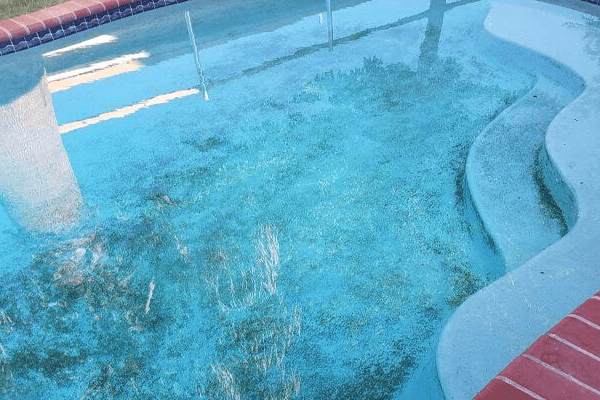 Black Algae In Saltwater Pool