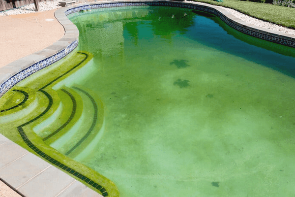 Is it Safe to Swim in a Pool with Algae