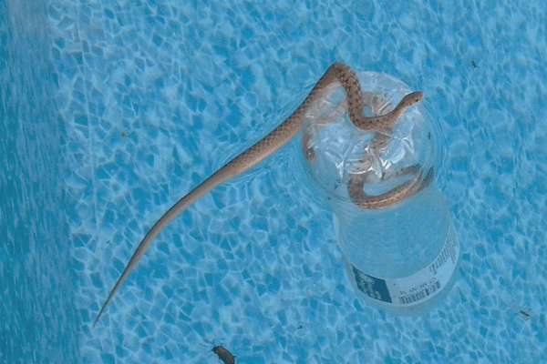 How to Keep Snakes Out of Pool